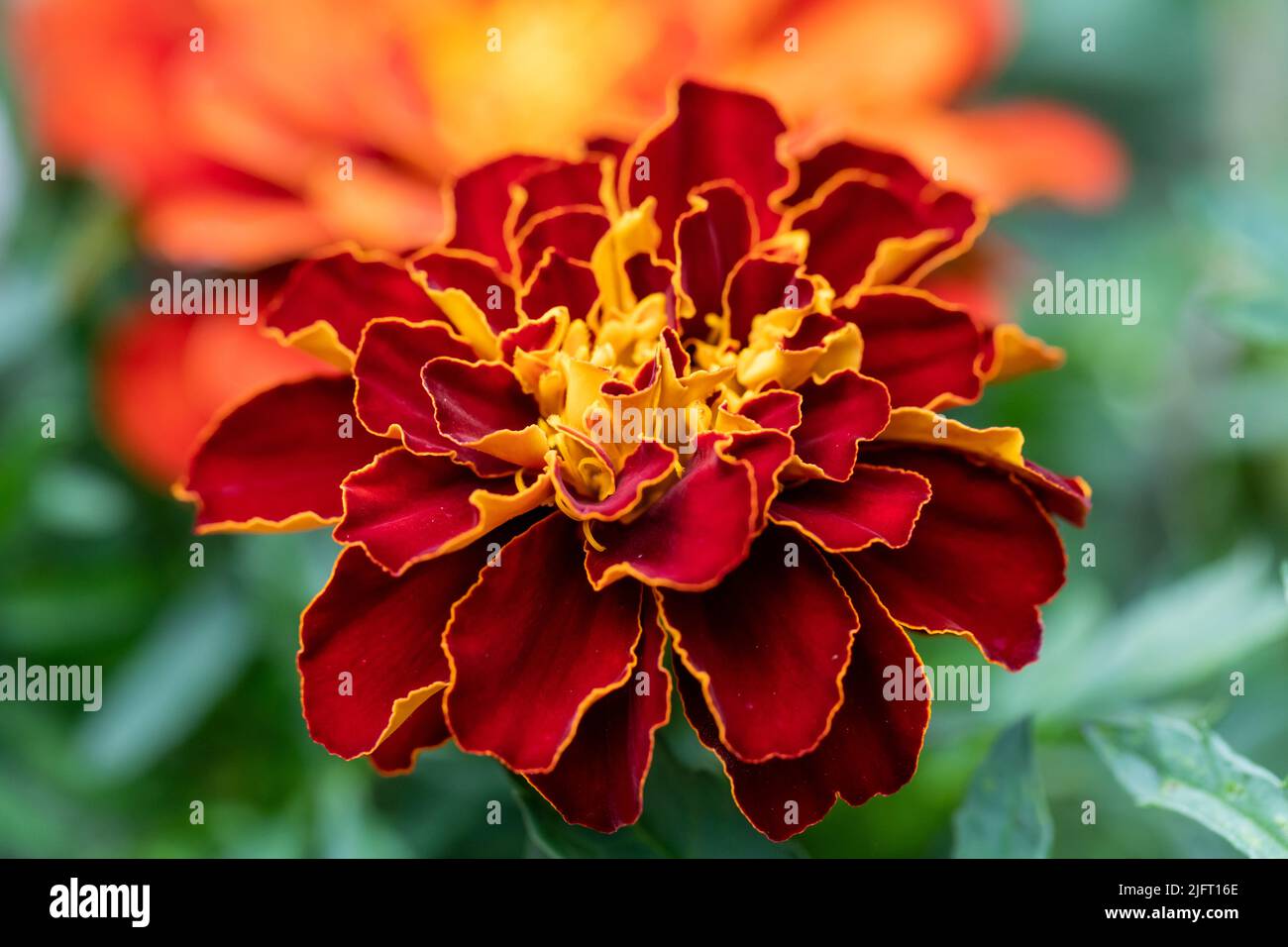 Tagetes patula, French Marigold flower closeup Stock Photo