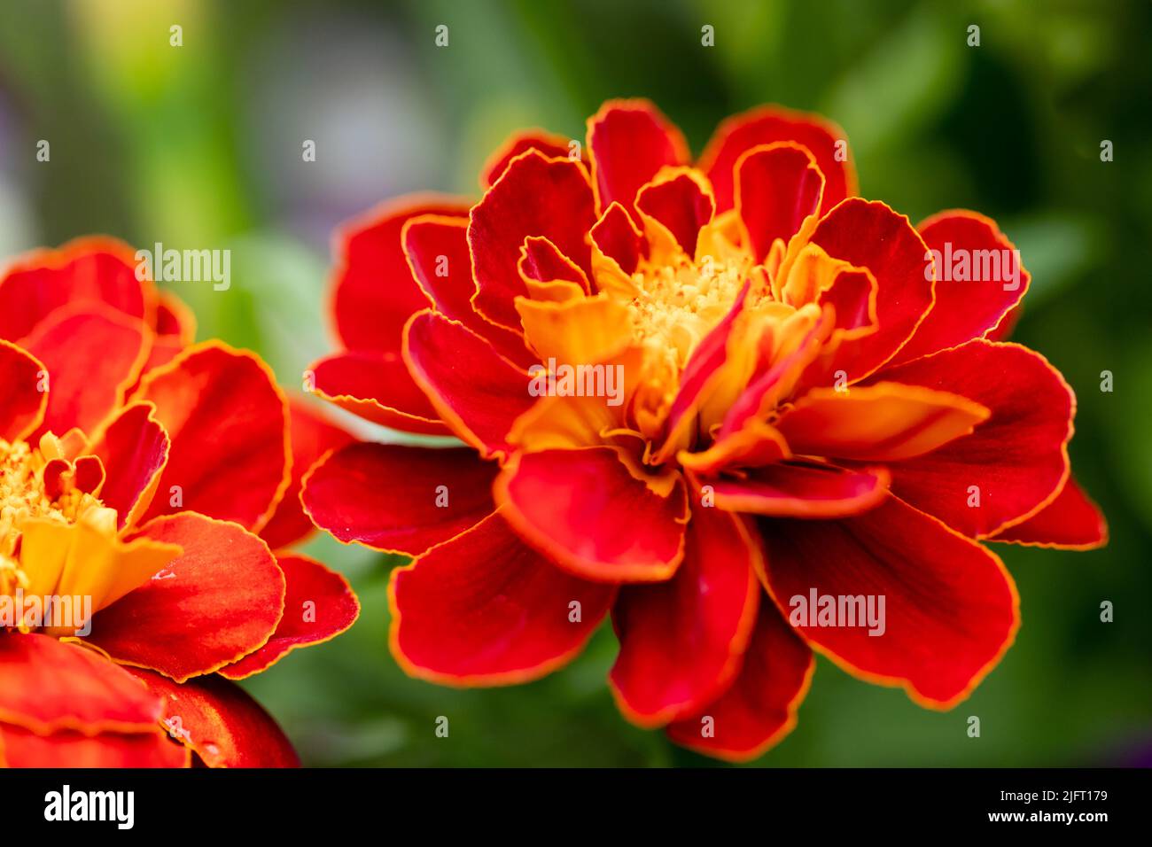 Orange French Marigold flowers closeup, Tagetes patula Stock Photo