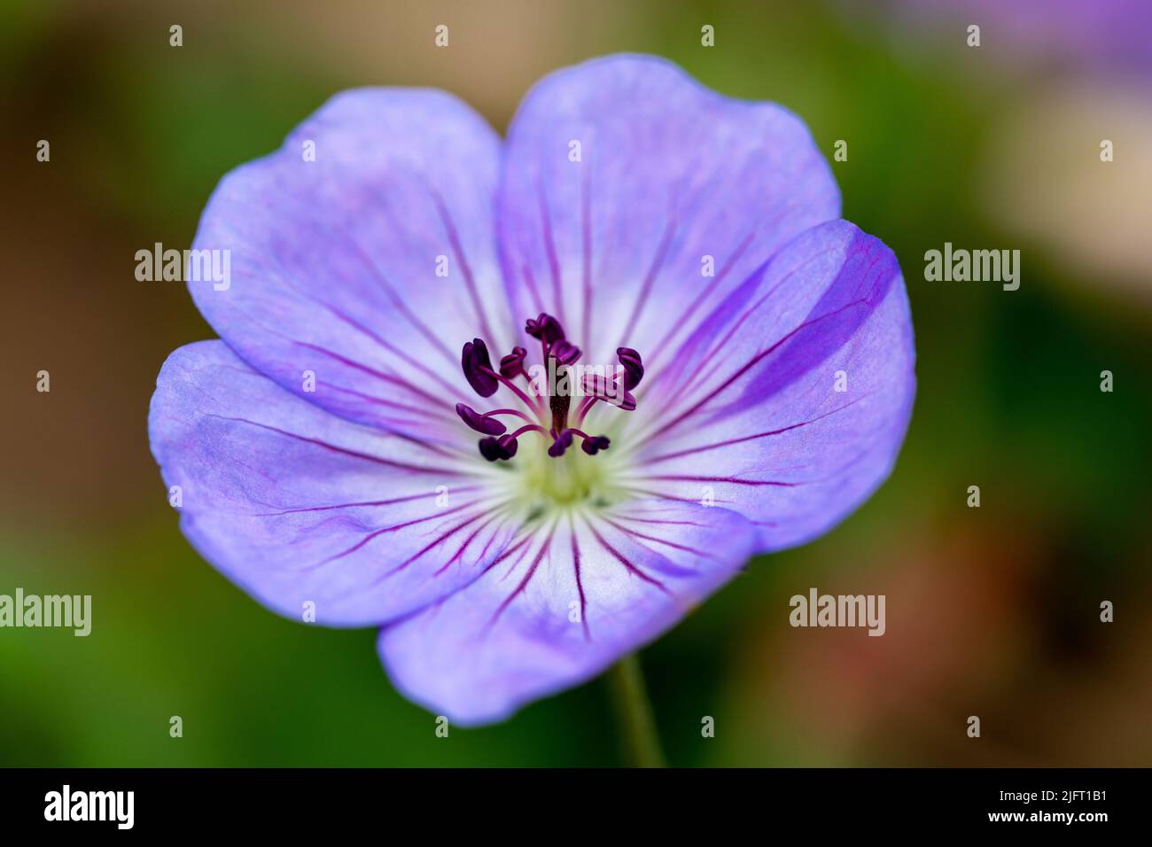 Geranium 'Azure Rush' flower closeup Stock Photo