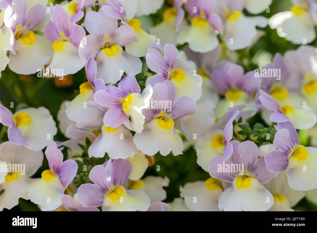 Nemesia ‘Easter Bonnet’ flowers Stock Photo