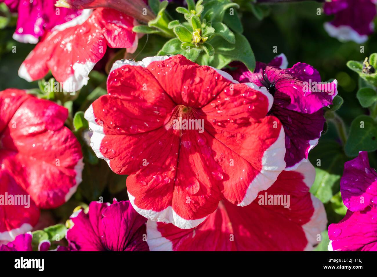 Petunia 'Ice Mix' flowers closeup with water droplets Stock Photo