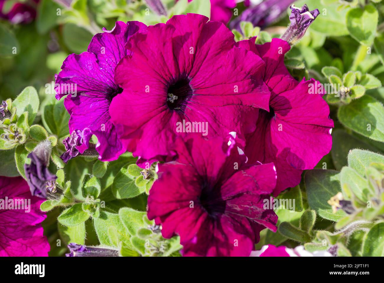 Purple Petunia flowers closeup Stock Photo
