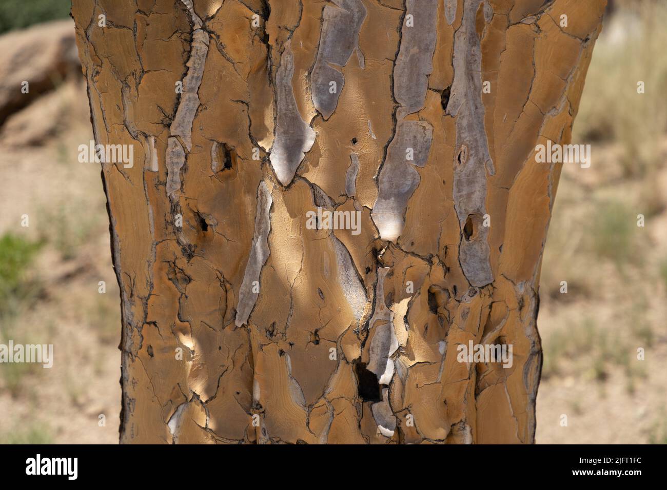 Close up on the texture of the bark of a quiver tree with sunlight filtering onto the bark.. Scientific name is Aloidendron dichotomum. Quiver tree is Stock Photo