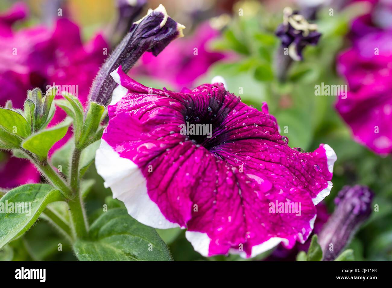Purple Petunia flowers closeup Stock Photo