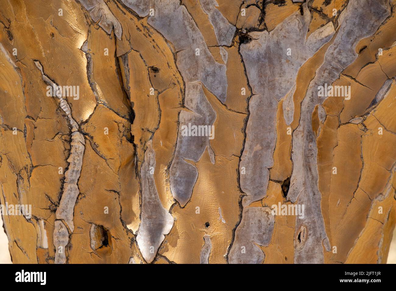 Close up on the texture of the bark of a quiver tree with sunlight filtering onto the bark.. Scientific name is Aloidendron dichotomum. Stock Photo