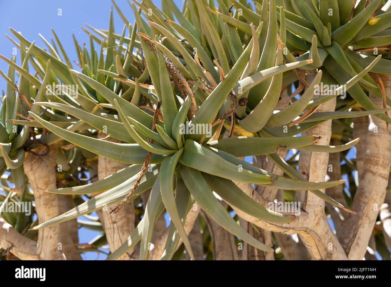 Close up Selective focus on the green aloe leave of the Quiver tree. Scientific name of the tree is Aloidendron dichotomum Stock Photo