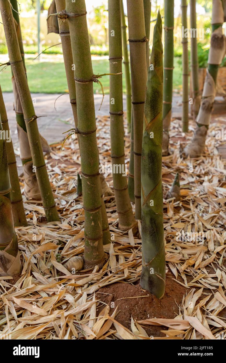 Selective focus on young shoots of bamboo plants in a garden Stock Photo