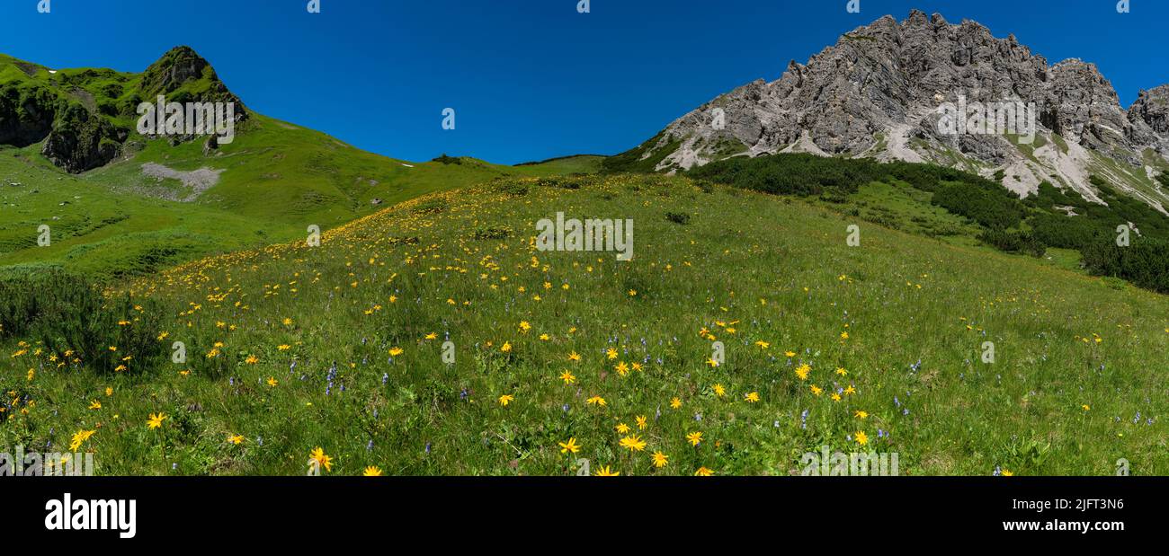 beautiful flower-strewn mountain meadows with orange-yellow arnica and many other flowers. Alpine plants bloom on the steep slope. landscape Stock Photo