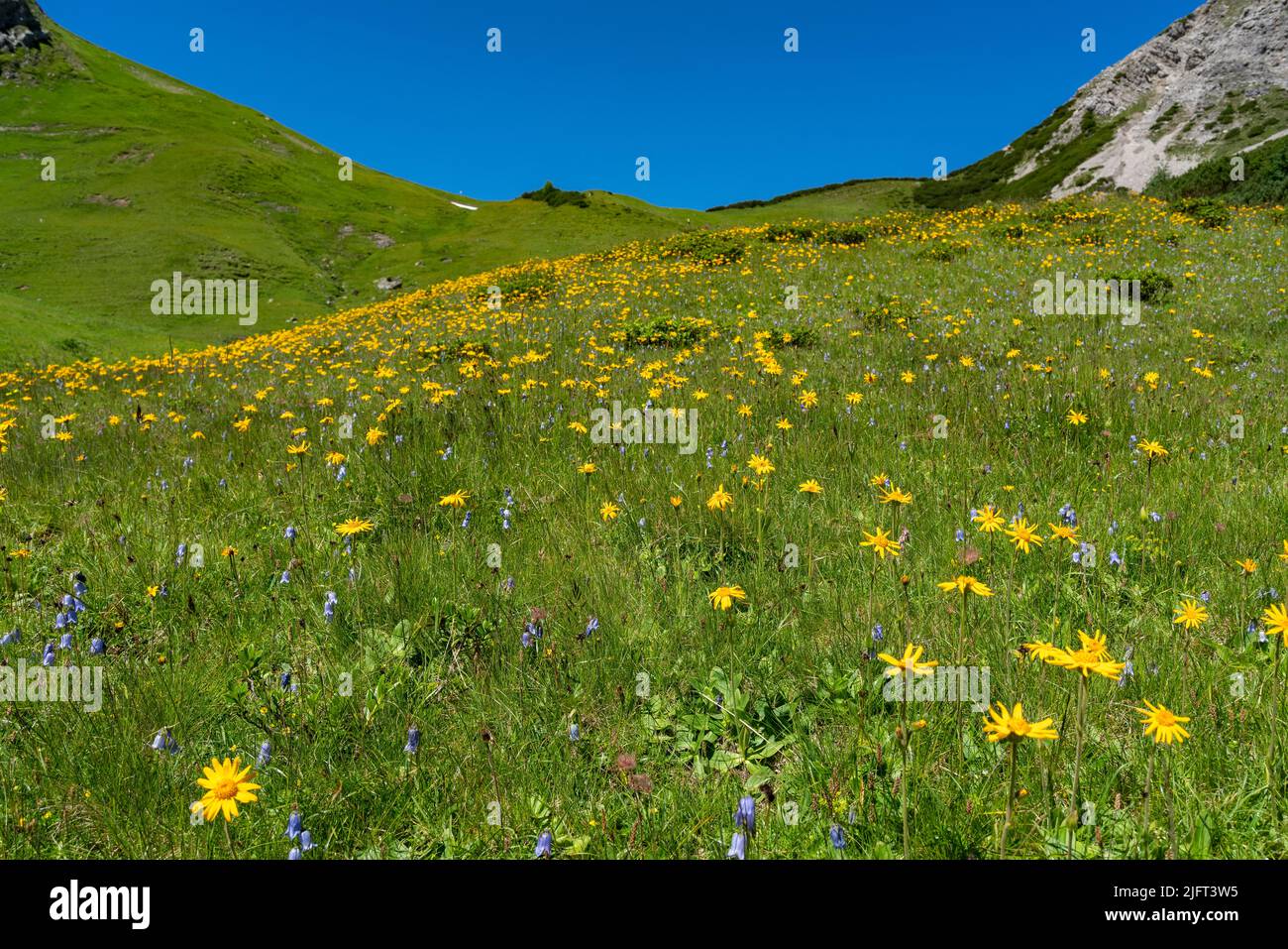 beautiful flower-strewn mountain meadows with orange-yellow arnica and many other flowers. Alpine plants bloom on the steep slope. landscape Stock Photo