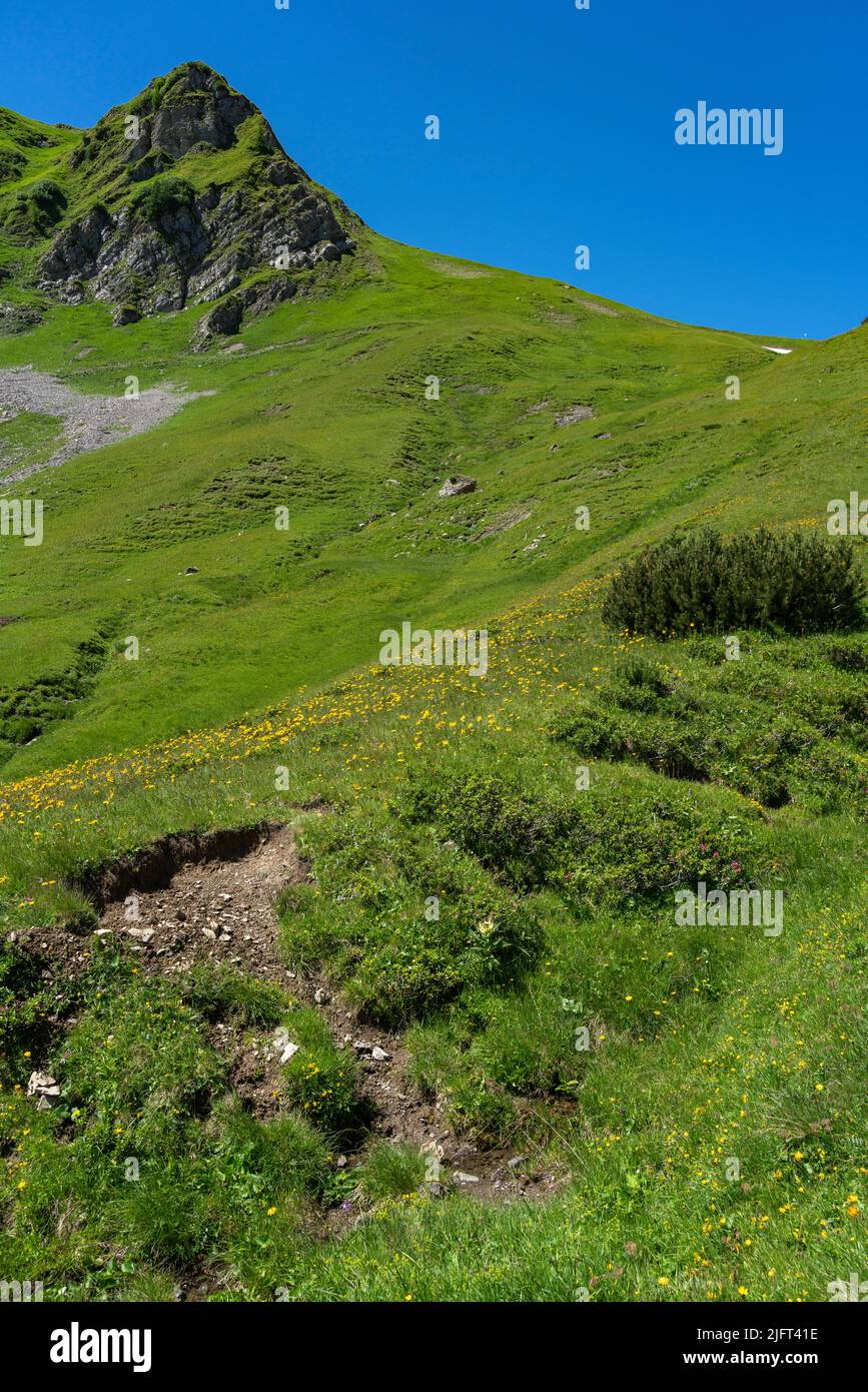 many different colored flowers on the alpine meadows in the valley of Brand. marguerites, daisies, arnica, devil's claw, orchid, yellow gentian Stock Photo