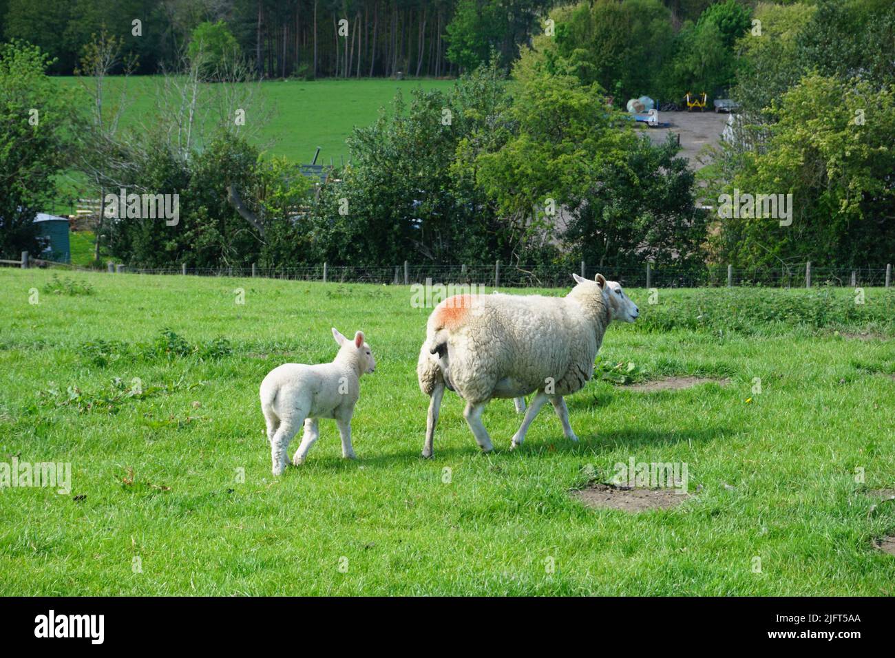 A mother sheep and her lamb in a field in the British countryside Stock ...