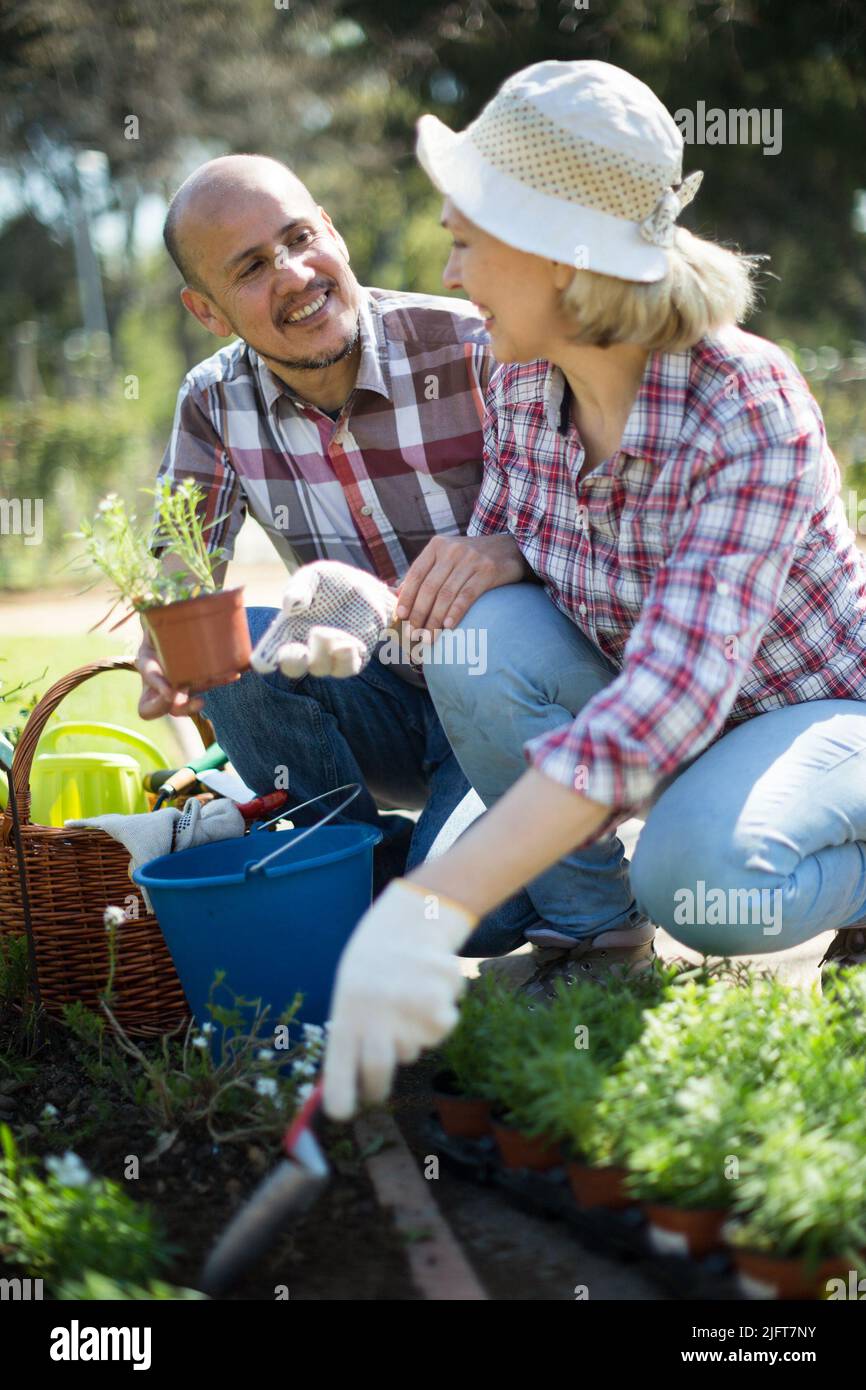 Family work in the garden. Woman and man grow roses Stock Photo