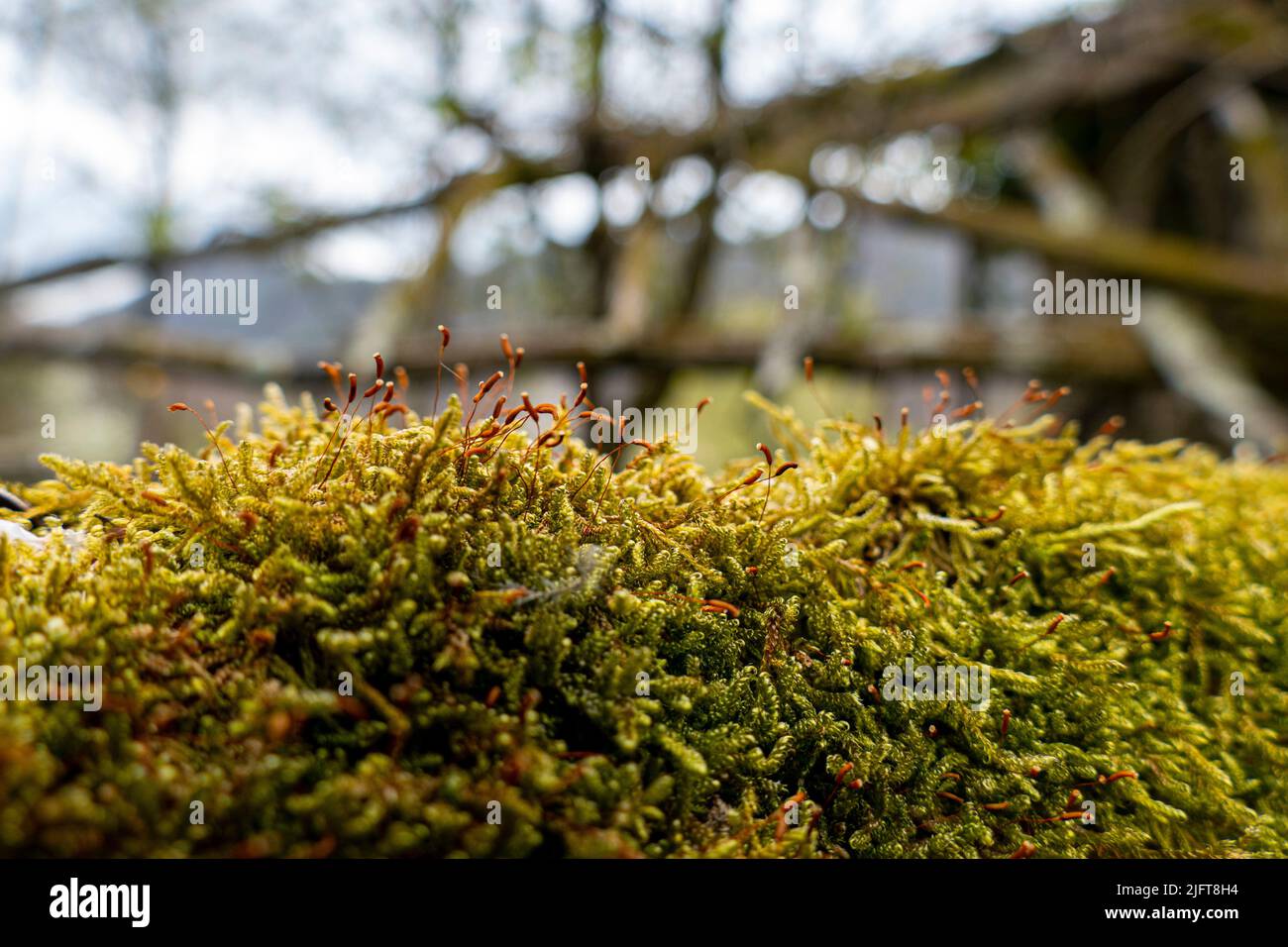 A closeup of hypnum moss against the blurry background. Hypnum cupressiforme. Stock Photo