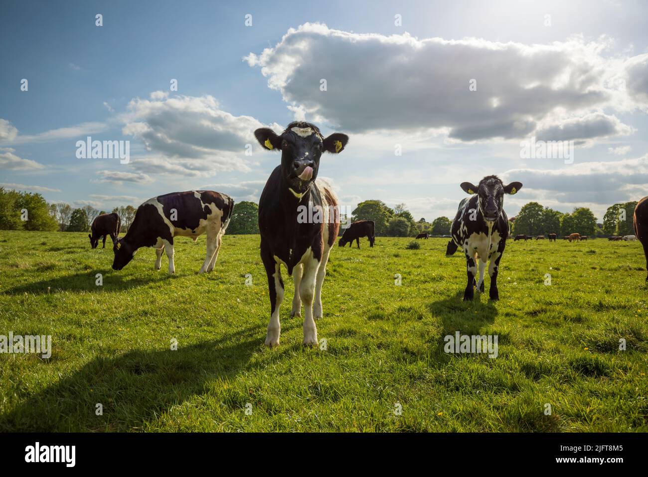 Cows on Hungerford Common, Hungerford, Berkshire, England, United Kingdom, Europe Stock Photo