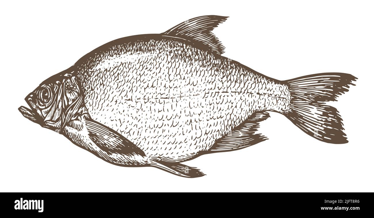 Sketch sea bream sketch vintage. Hand drawn vector illustration of fish isolated on white background Stock Vector