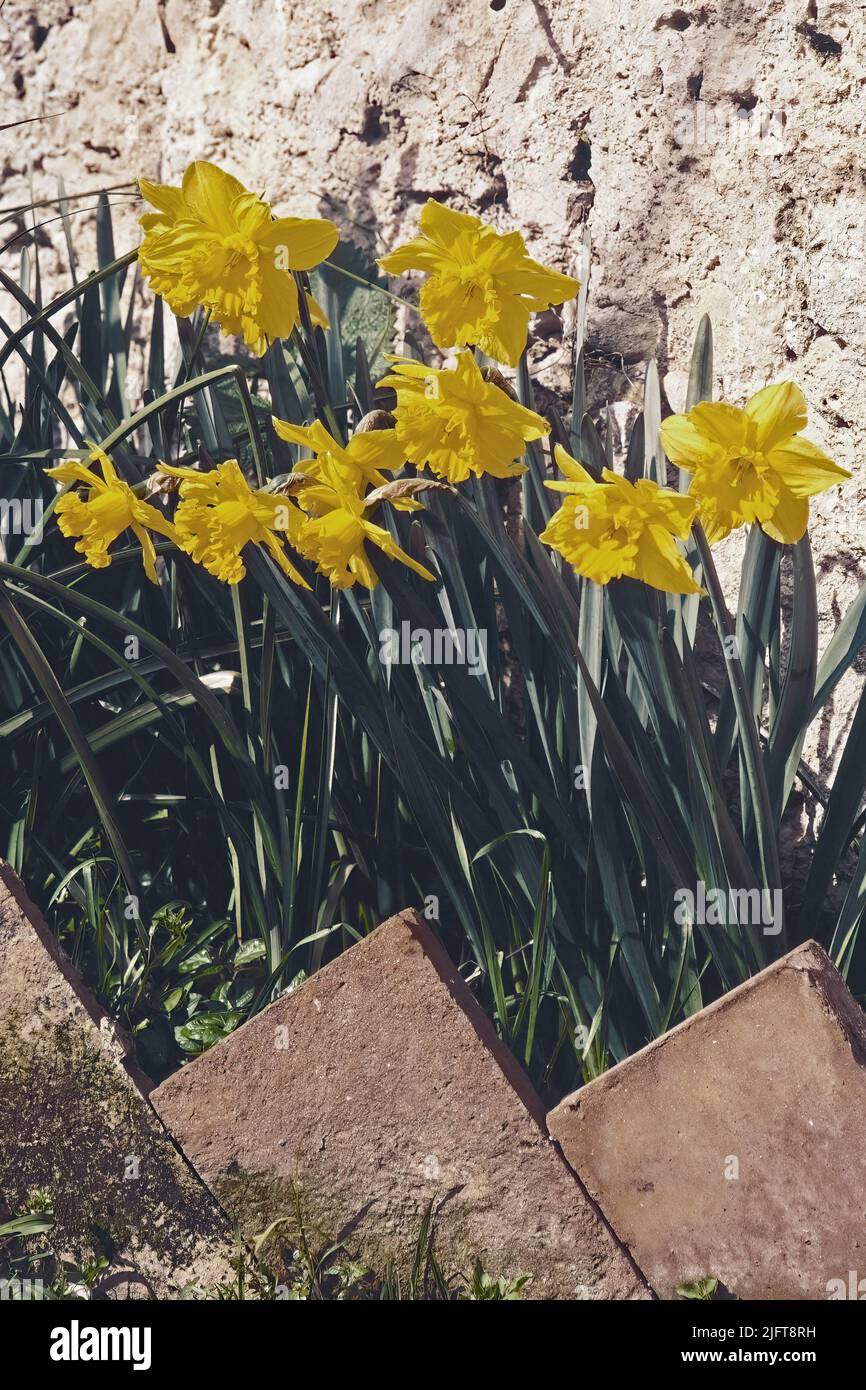 daffodil, plants in full bloom, Narcissus pseudonarcissus; Amaryllidaceae Stock Photo