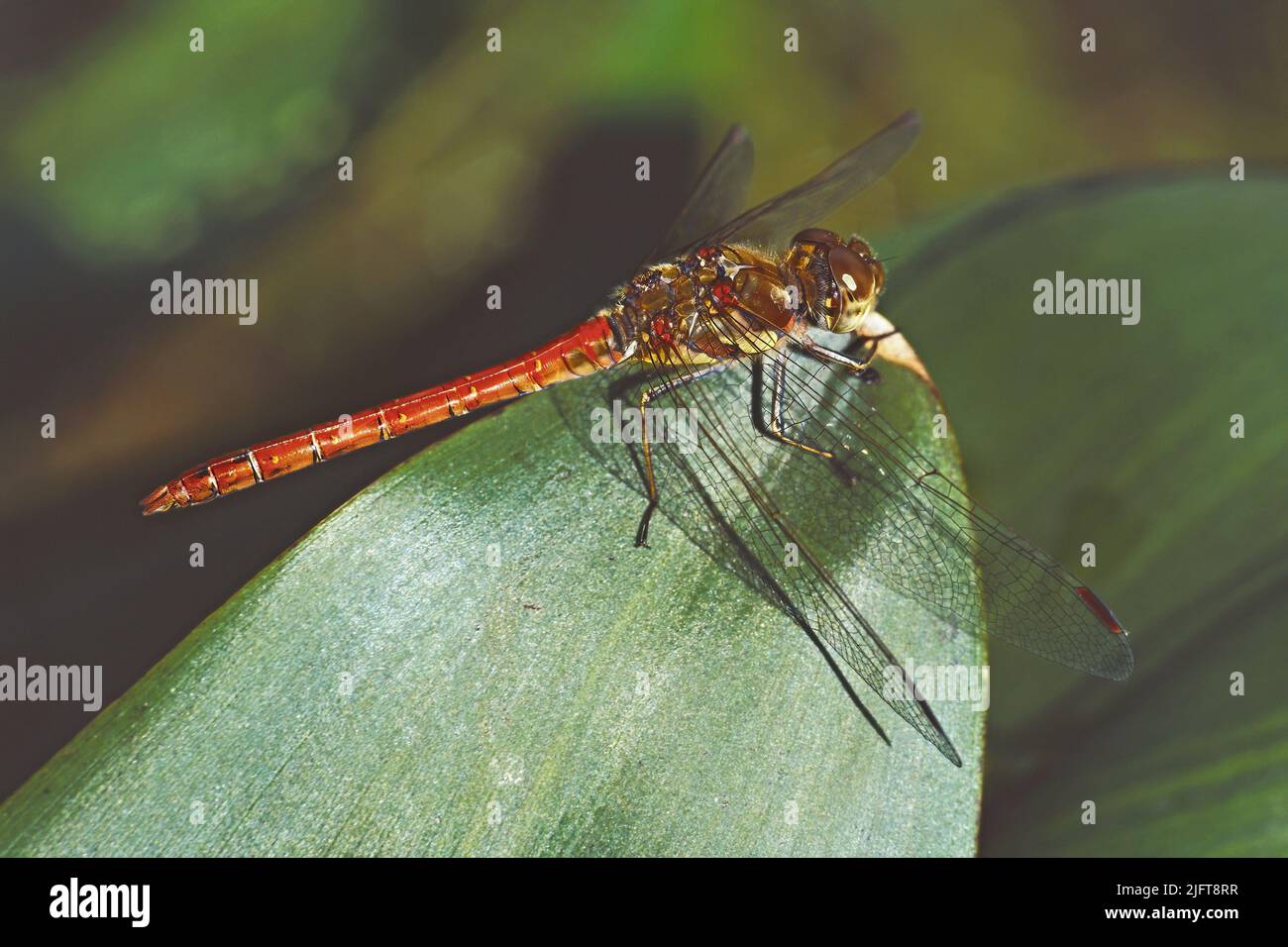 male specimen of red-veined darter dragonfly, Sympetrum fonscolombii; Libellulidae Stock Photo