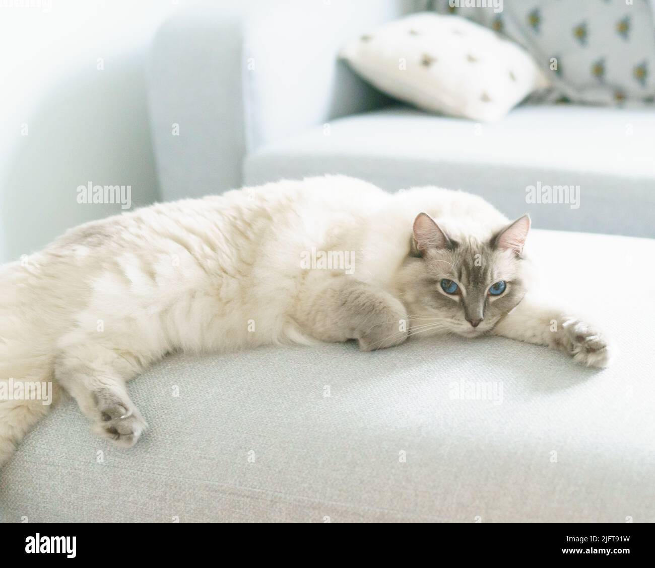 A Rag Doll domestic cat with blonde, grey and dark fur, and bright blue eyes. Stock Photo