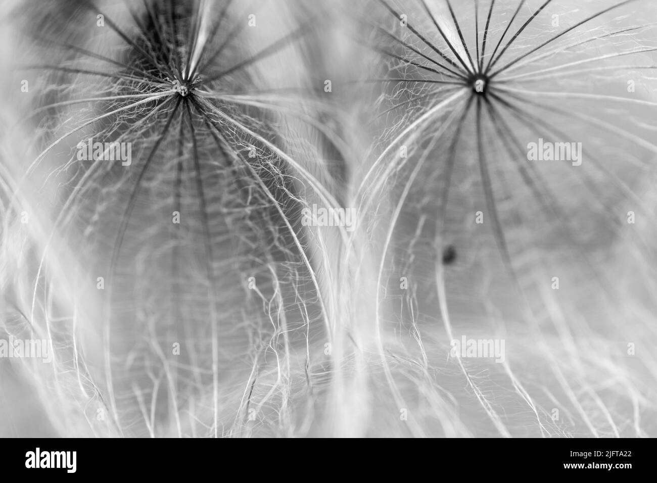 black and white dandelion seed close-up on blurred background, airy and fluffy wallpaper, dandelion fluff wallpaper, macro, abstraction Stock Photo