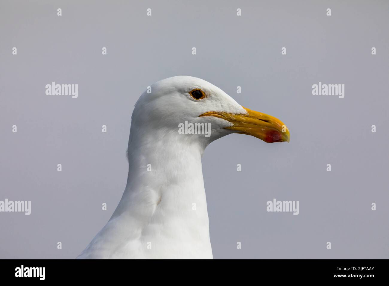 Close up of a seagull head  against sky Stock Photo