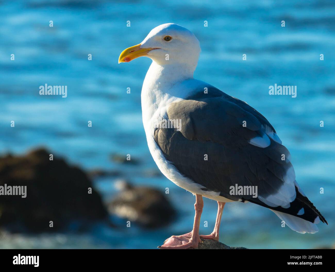 Seagull perched on a rock with rocky coastline and pacific ocean in  background. Birds and animals concept Stock Photo - Alamy