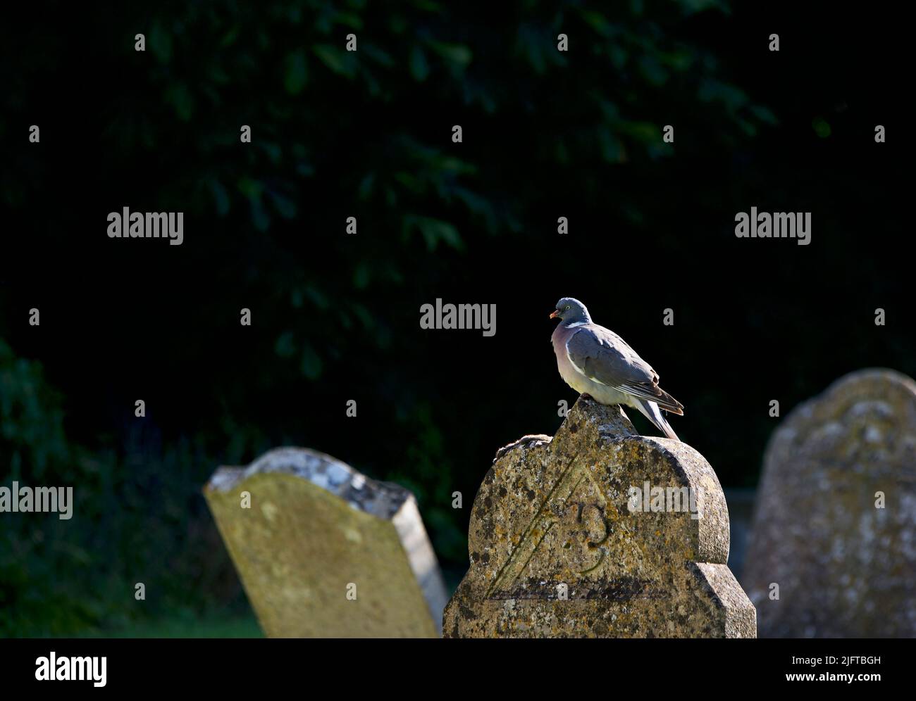 Woodpigeon on gravestone in churchyard Stock Photo