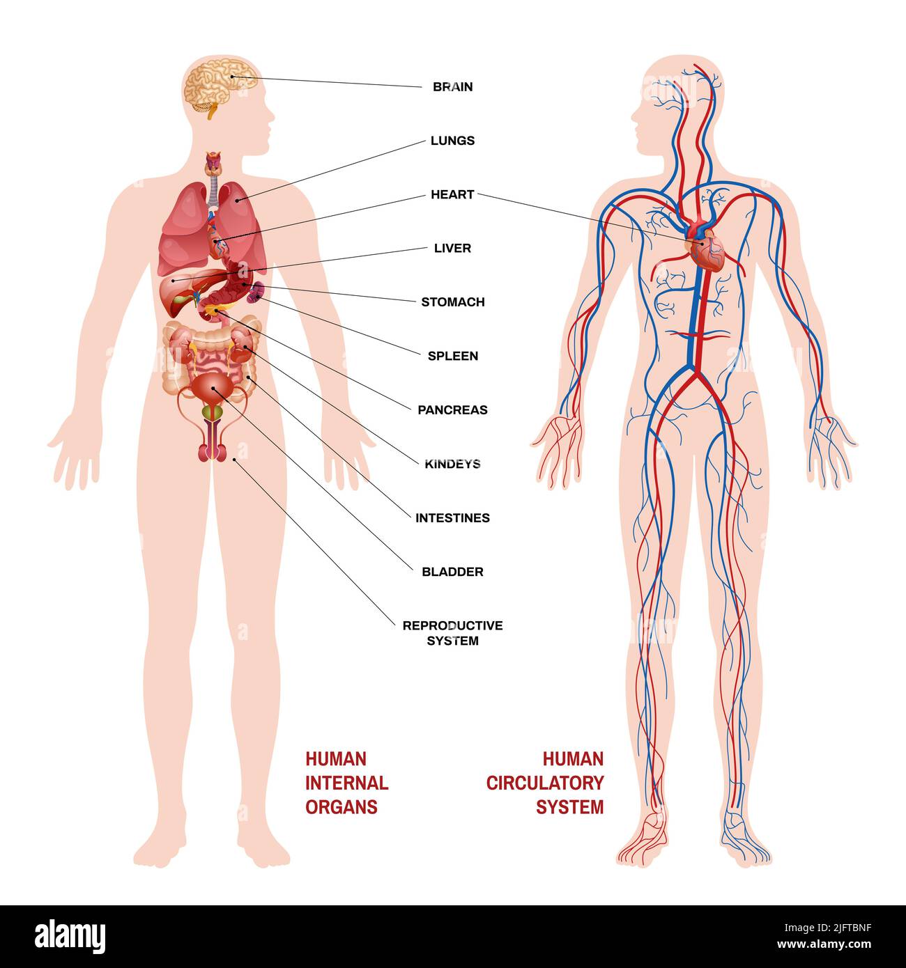 Internal human organs circulatory system scheme concept pointers for clarity with description of where the organ is located vector illustration Stock Vector