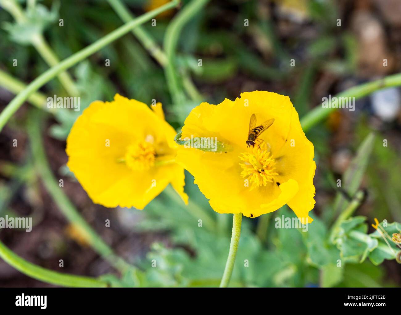 Cuckmere Haven & Seaford East Sussex England UK - Yellow horned poppy ( Glaucium flavum)  flowers with a bee Stock Photo