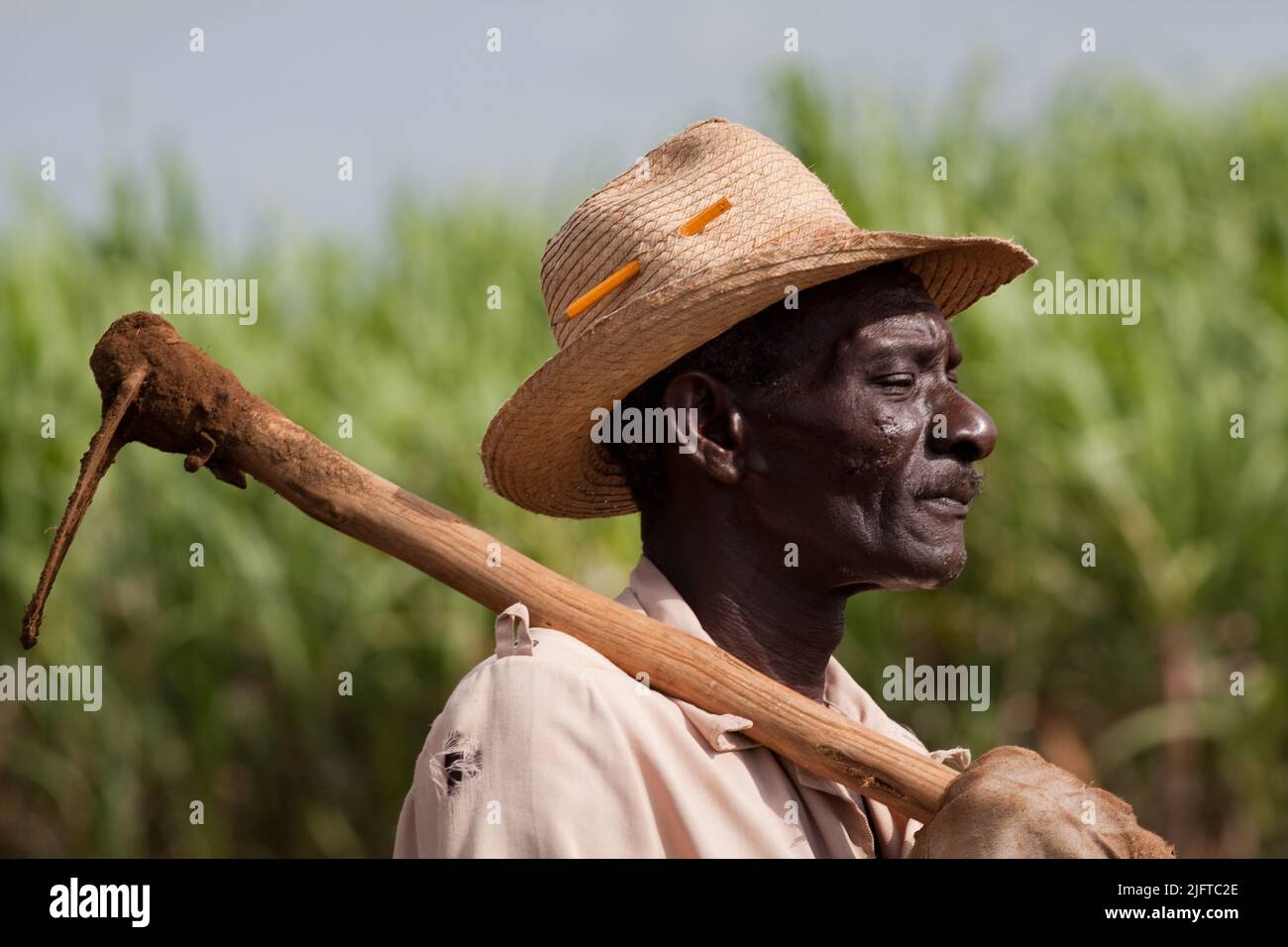 Cuba, south of Colon in the Matanzas province farmers are weeding  and ploughing a field to prepare it for planting new sugar cane.Some of them are cl Stock Photo