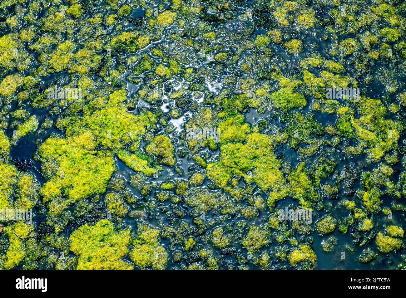 Cuckmere Haven & Seaford East Sussex England UK - Green algae and plant shapes in stale sea water pool Stock Photo