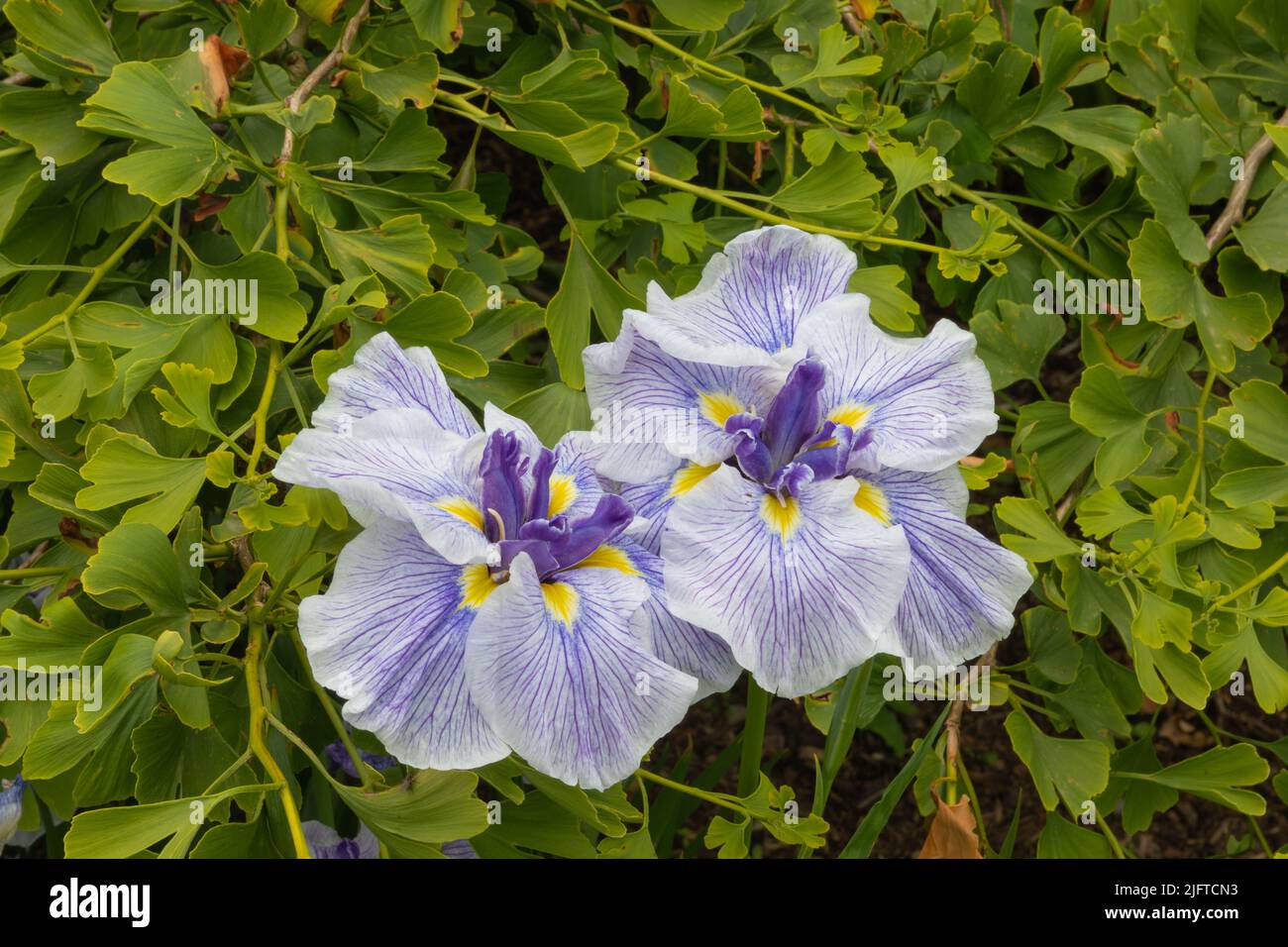 Delicate flowers of the iris ensata rowden autocrat Stock Photo