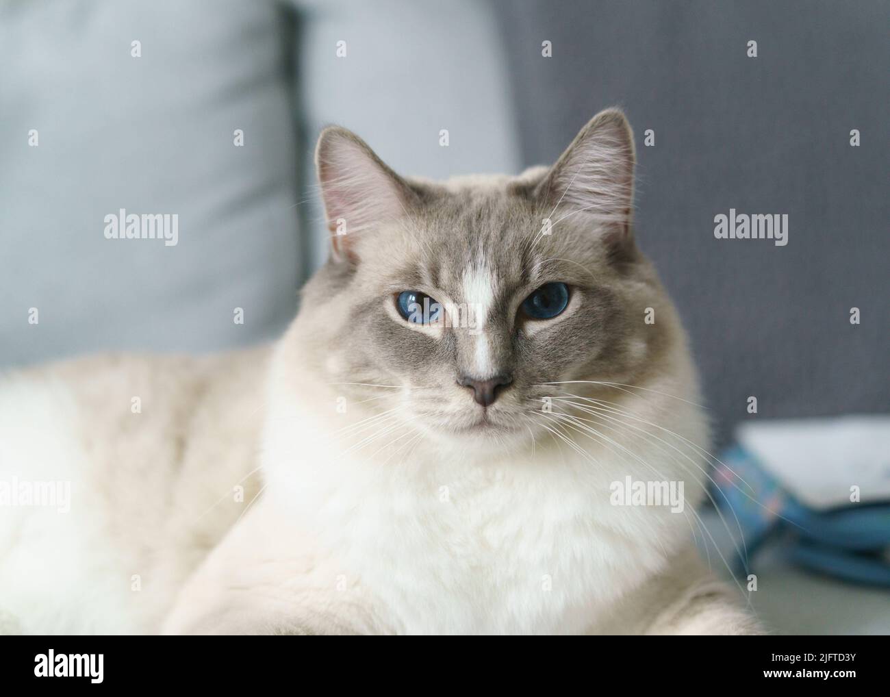 A Rag Doll domestic cat with blonde, grey and dark fur, and bright blue eyes. Stock Photo