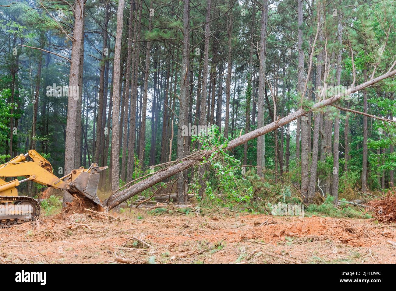 During the process of clearing land to build houses, trees are uprooted