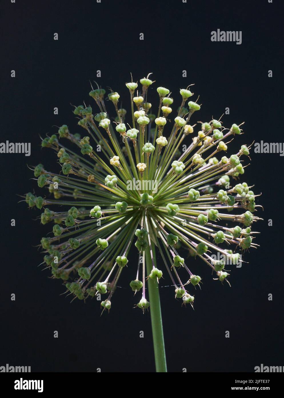 Alium flower head Stock Photo