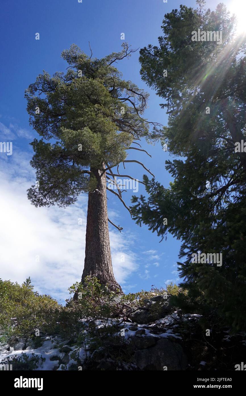 Ponderosa pine, Sierra Nevada Mountains, California Stock Photo