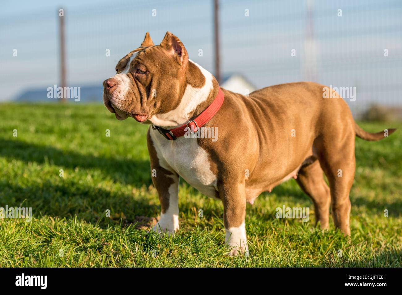 American bully cheap pocket chocolate