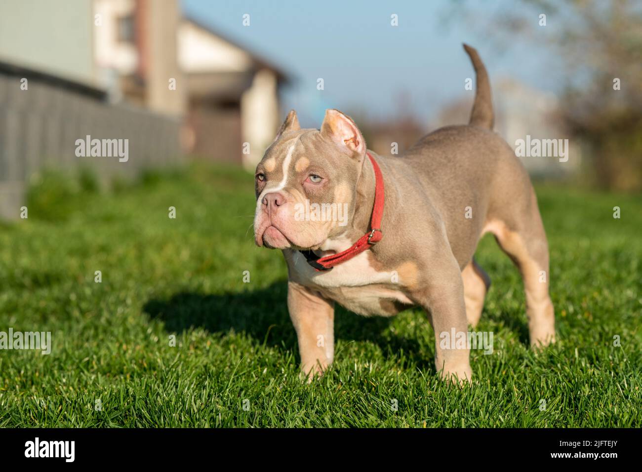 A pocket male American Bully puppy dog sitting on grass Stock Photo - Alamy