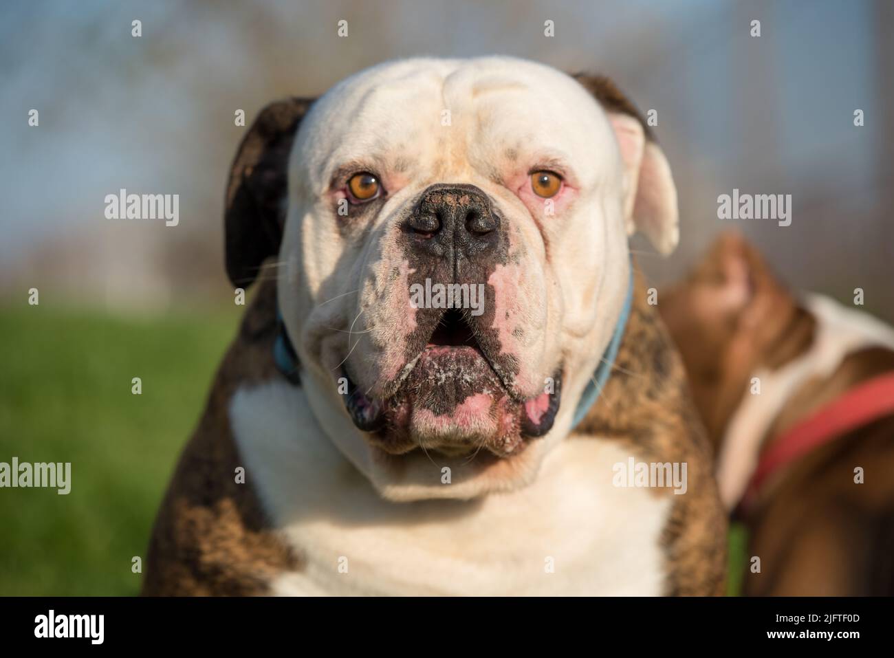 Brindle coat American Bulldog dog portrait outside Stock Photo