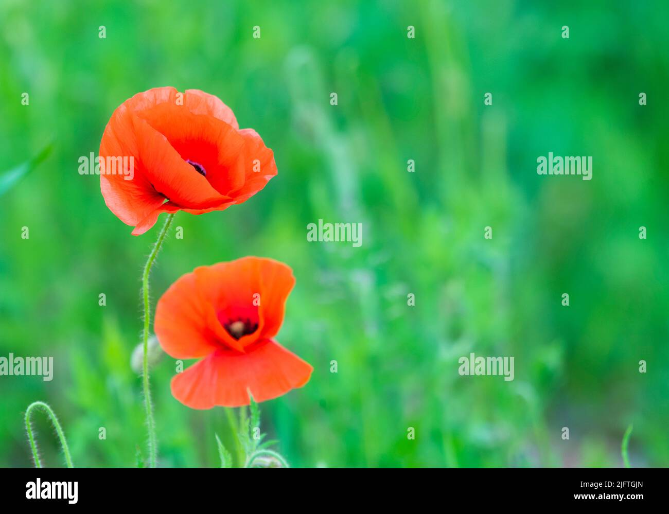Flowers poppies blossom on wild field. Remembrance day concept. Horizontal remembrance day theme poster, greeting cards, headers, website and app Stock Photo