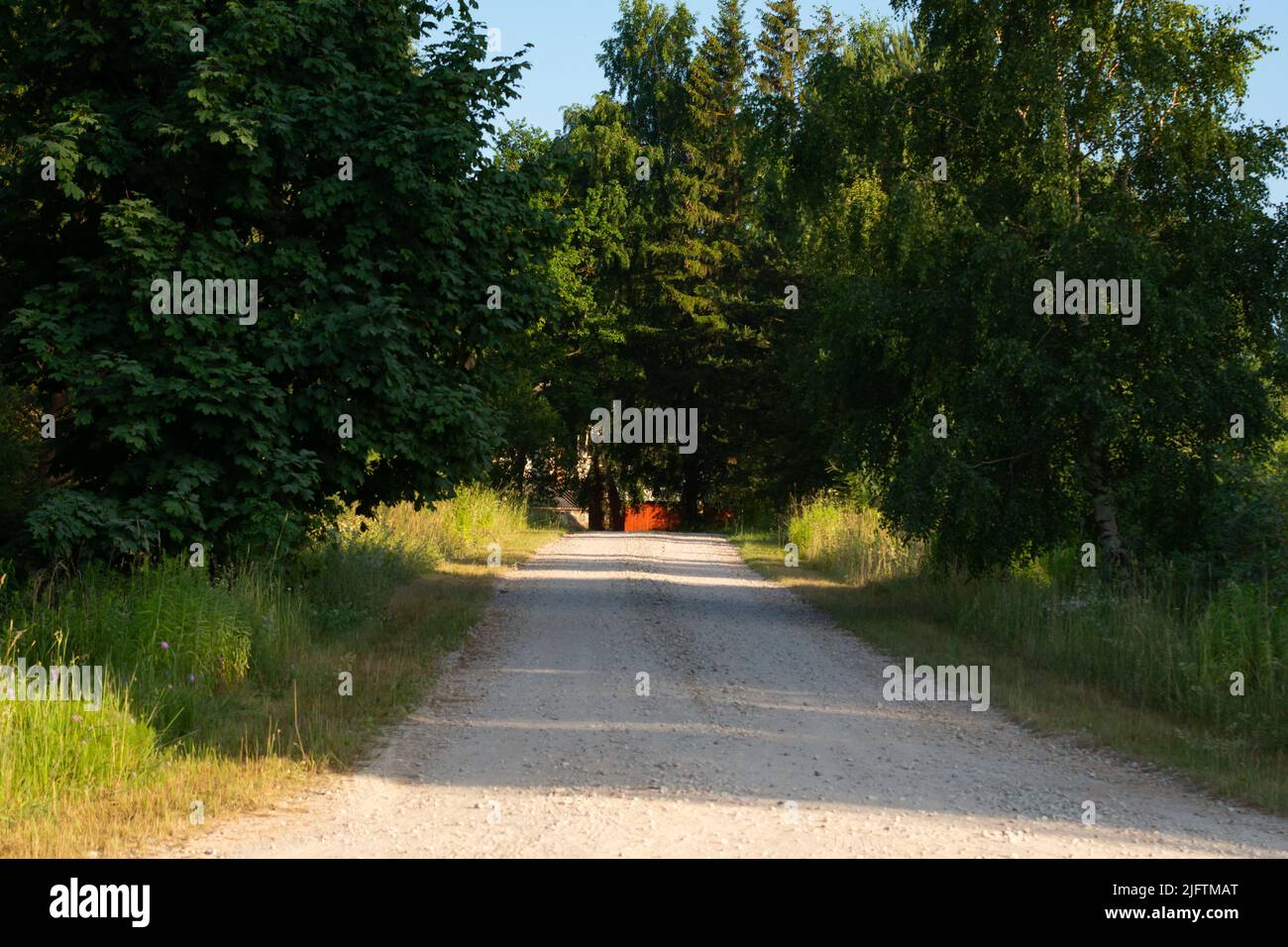 Straight dirt road through forest Stock Photo