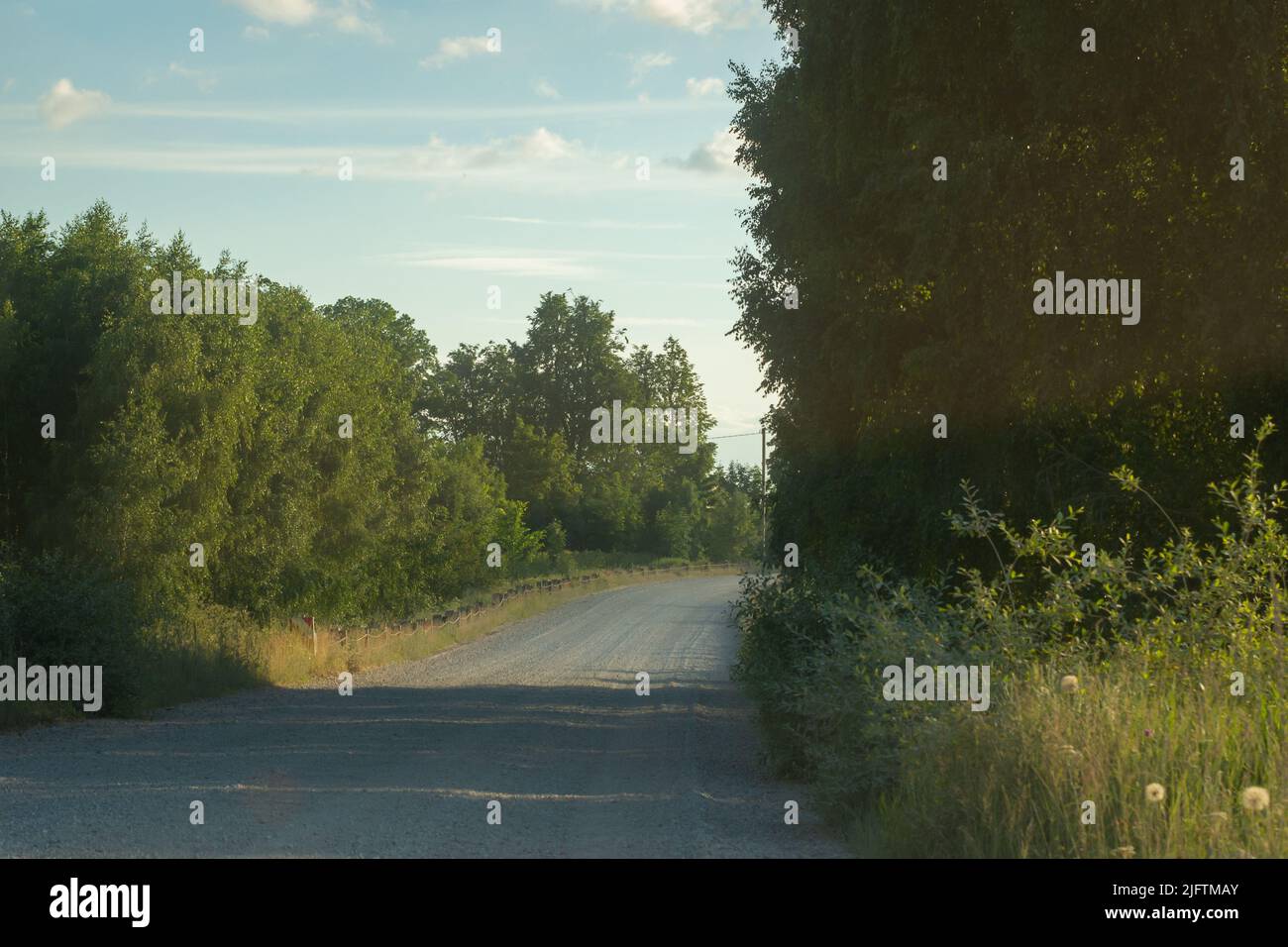 Straight dirt road through  forest Stock Photo