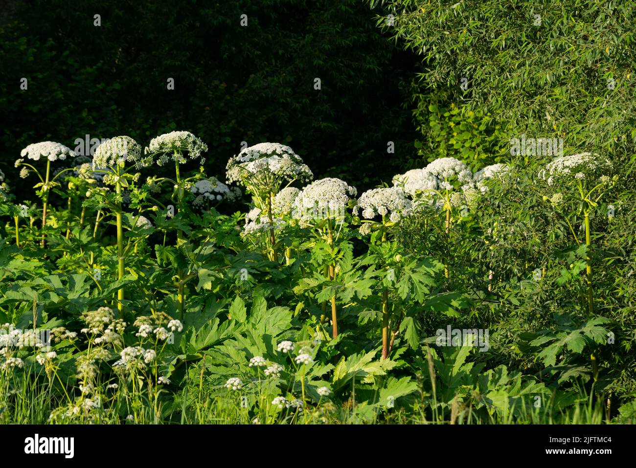cow parsnip (Heracleum sosnowsky) field in bright sunset light in summer Stock Photo