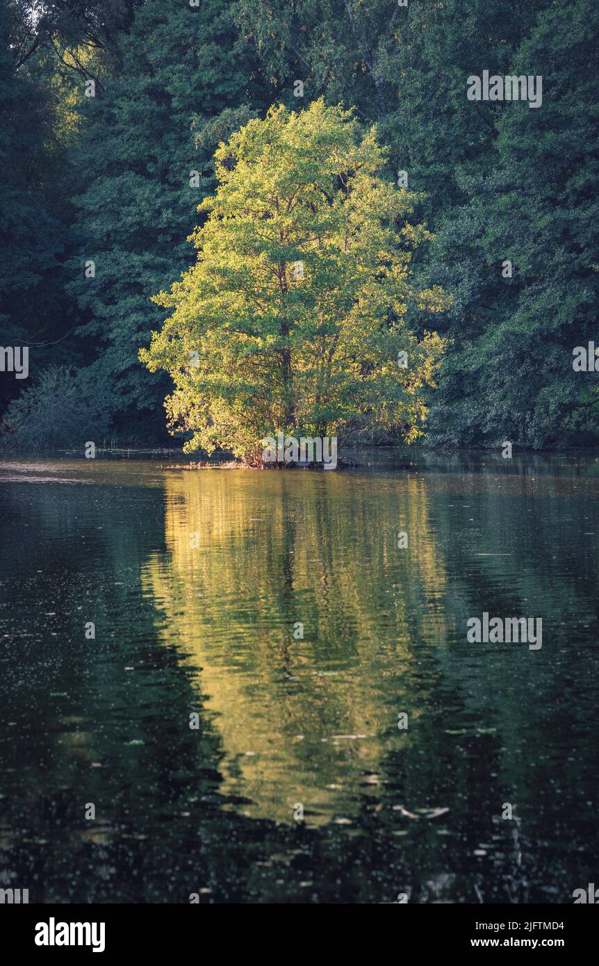 A vertical shot of a lake in a forest reflecting the tree near Stock ...