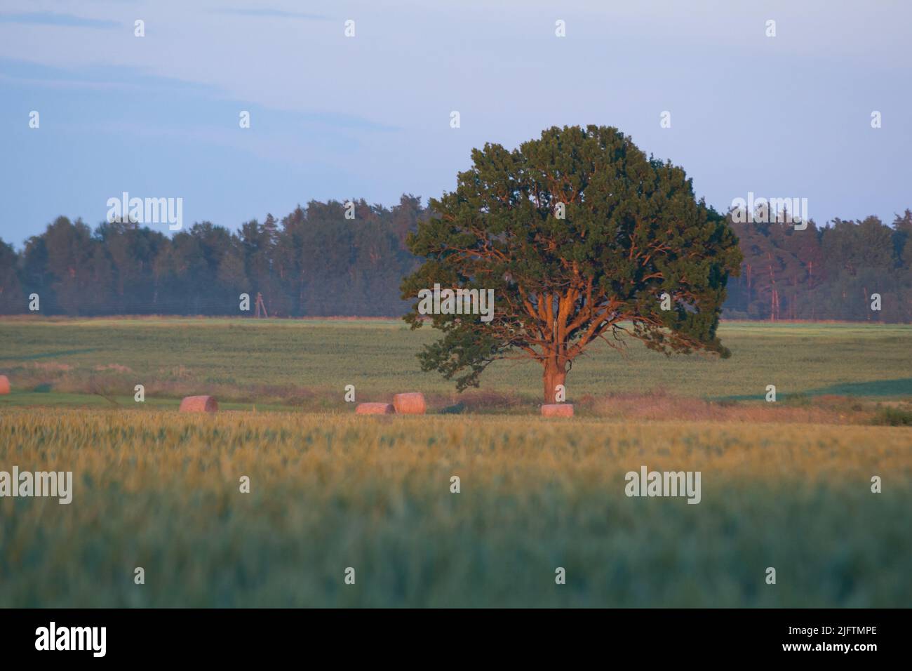 lonely  tree against blue sky in the field of wheat Stock Photo