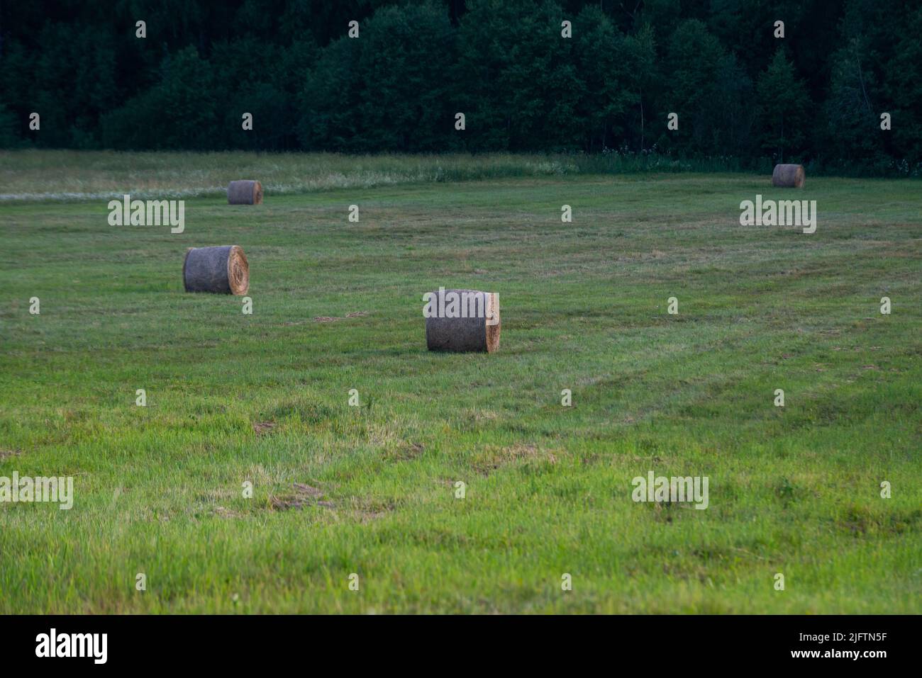 Round straw bales on a field after the grain harvest Stock Photo - Alamy
