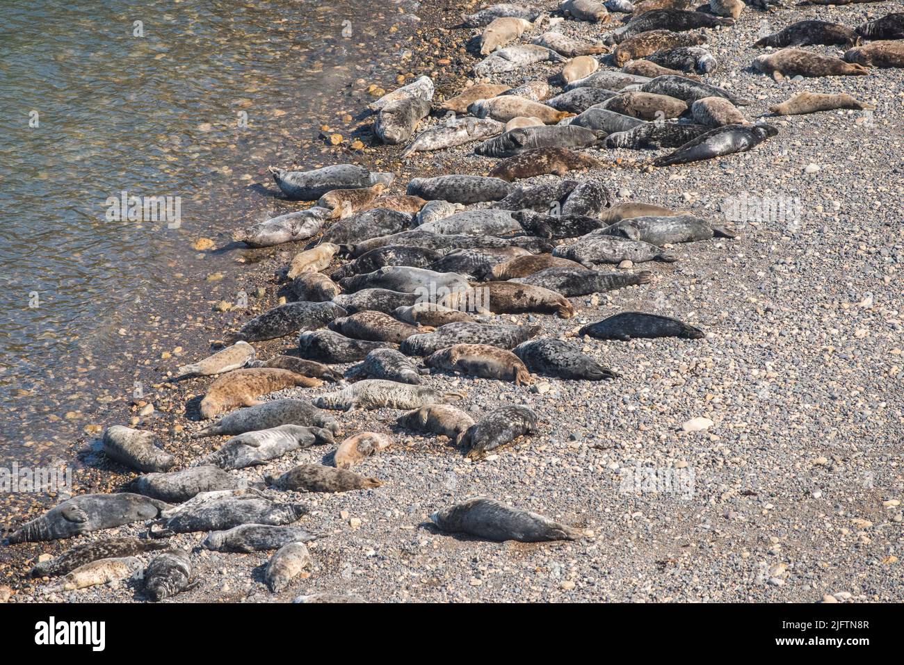Atlantic grey seals (Halichoerus grypus) hauled out in April on North Haven beach, Skomer Island, Wales, UK Stock Photo