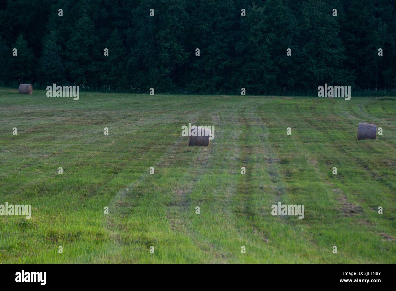 Round straw bales on a field after the grain harvest Stock Photo - Alamy