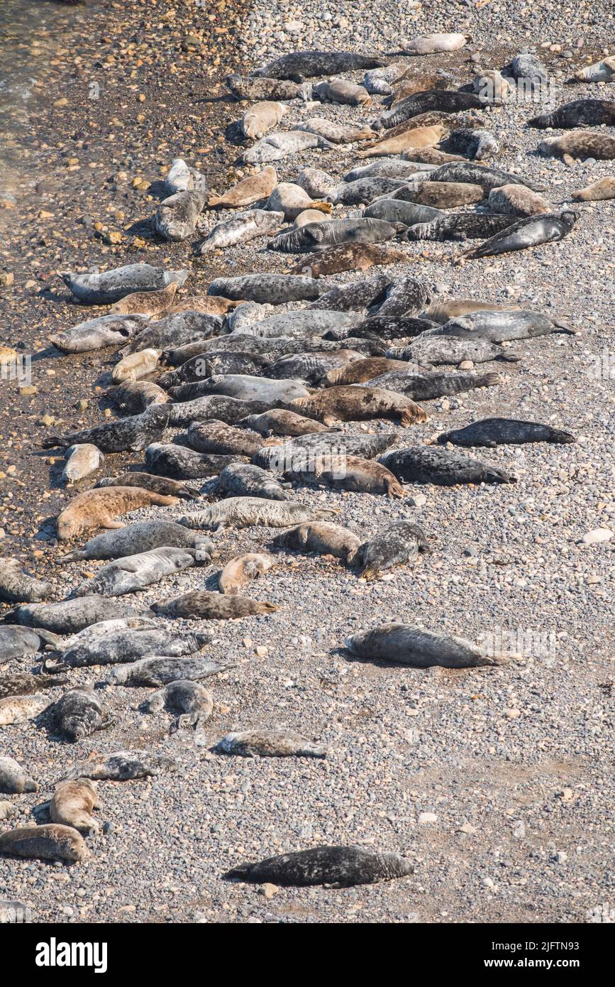 Atlantic grey seals (Halichoerus grypus) hauled out in April on North Haven beach, Skomer Island, Wales, UK Stock Photo