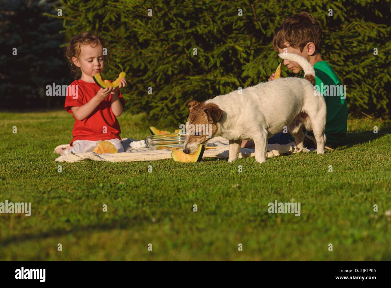 Children having picnic outdoors eating yellow watermelon on grass and treating their dog with big slice of fruit Stock Photo