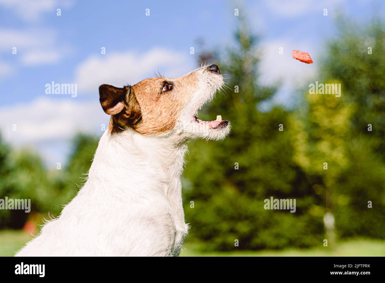 Dog sitting in profile catching in air juicy piece of fresh watermelon treat Stock Photo